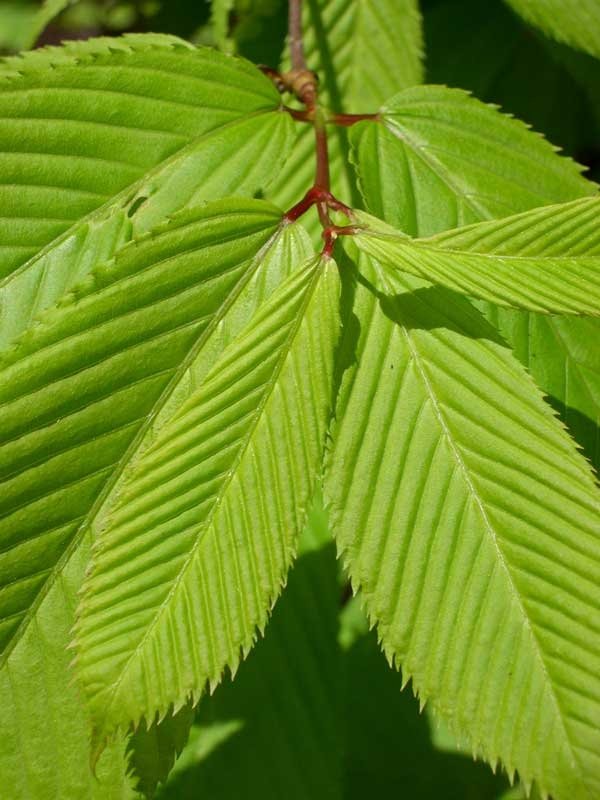Acer Carpinifolium