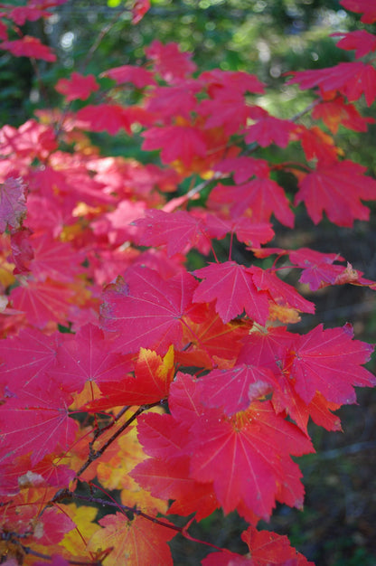 Acer Circinatum