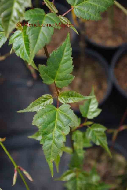Acer crataegifolium
