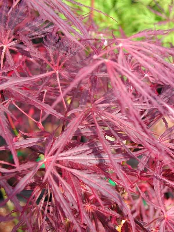 Crimson Queen