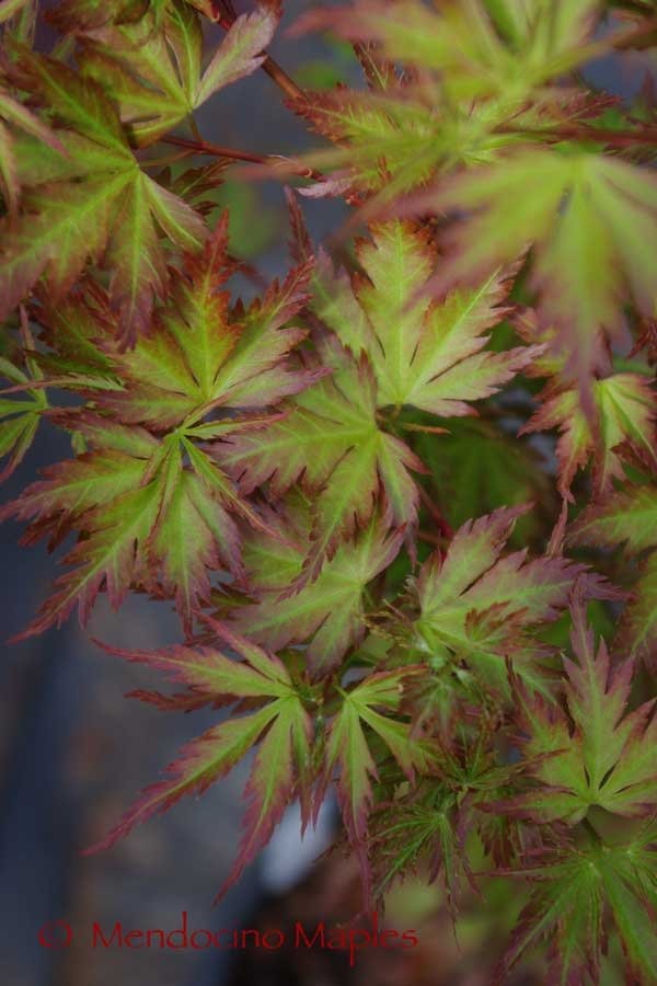 Cynthia's Crown Jewel spring color dwarf japanese maple container plants