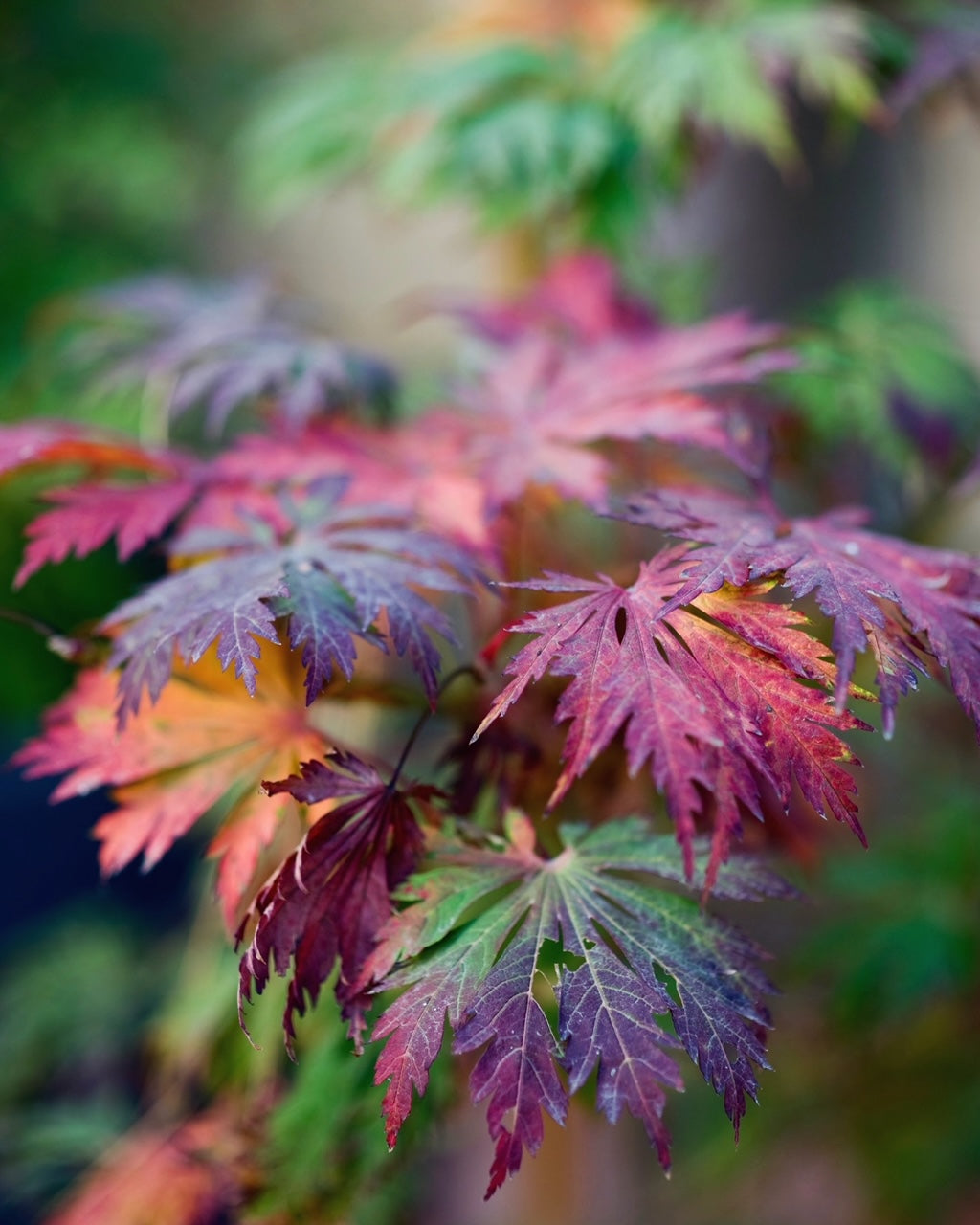 Close-up of Acer japonicum Aconitifolium Dancing Peacock leaves with fall colors Mendocino Maples