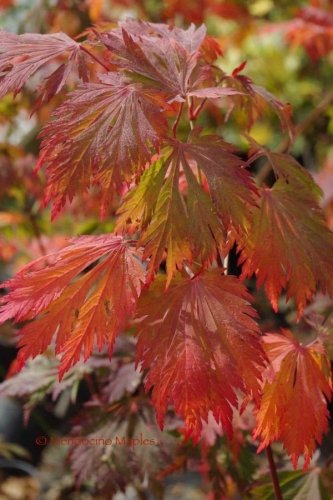 Acer japonicum Aconitifolium Dancing Peacock fall color orange red - Mendocino Maples Nursery