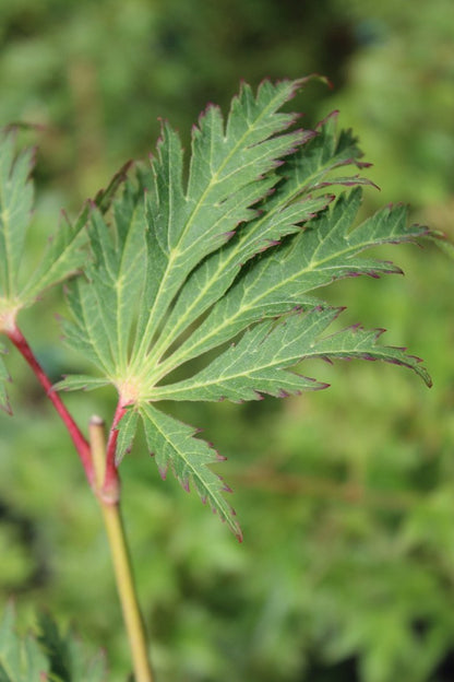 dancing peacock thickly dissected green leaves medium large maples
