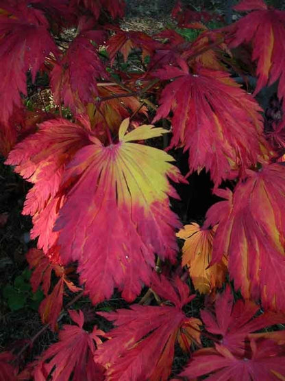 dancing peacock acontifolium fall leaves Mendocino Maples