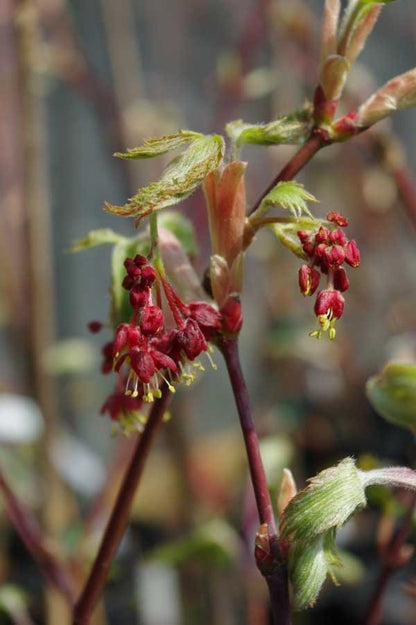 maple flowers dancing peacock acontifolium