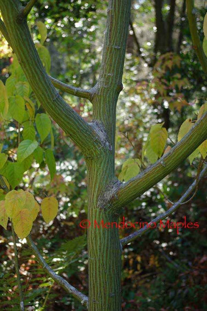 Acer davidii