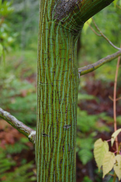 Acer davidii