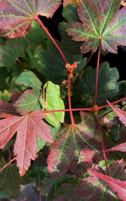 Acer circinatum Dels Dwarf