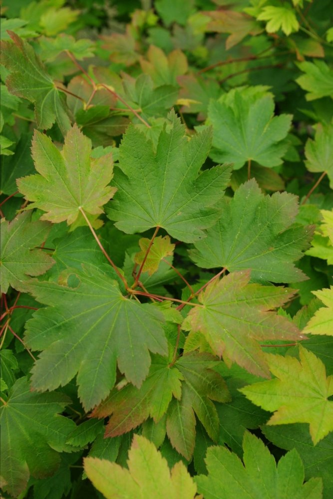 Acer circinatum Dels Dwarf -Mendocino Maples