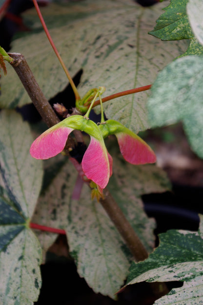 Acer pseudoplatanus Esk Sunset