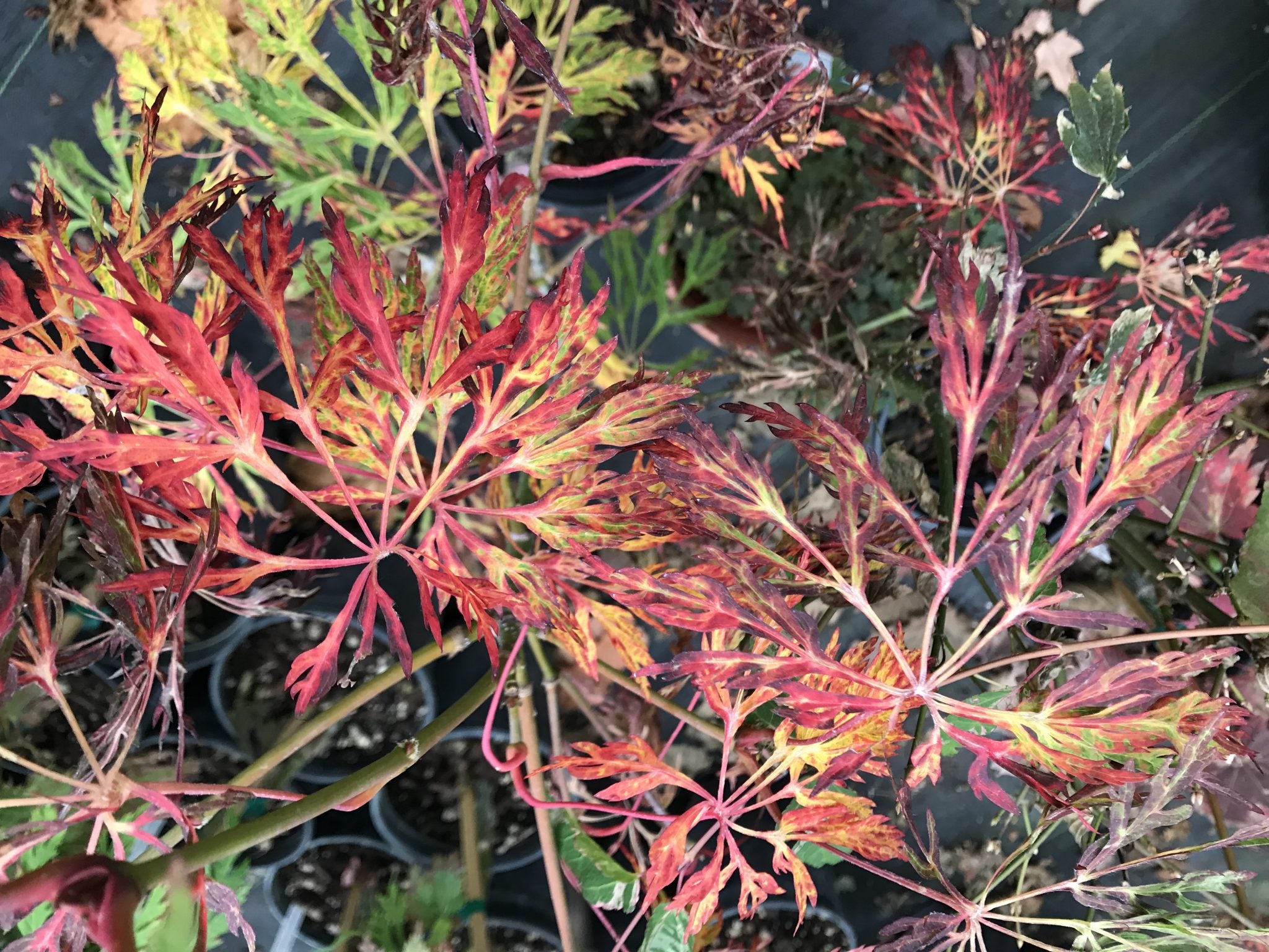 A. Japonicum Fairy Lights