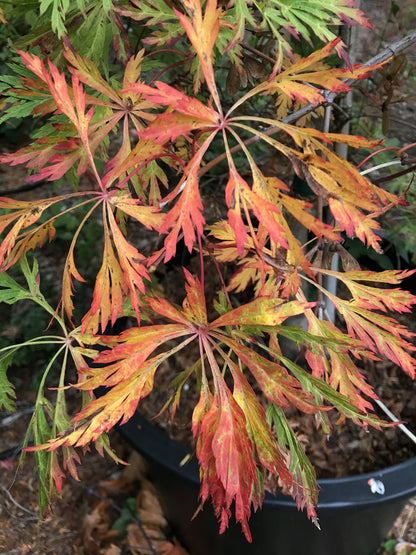 A. Japonicum Fairy Lights