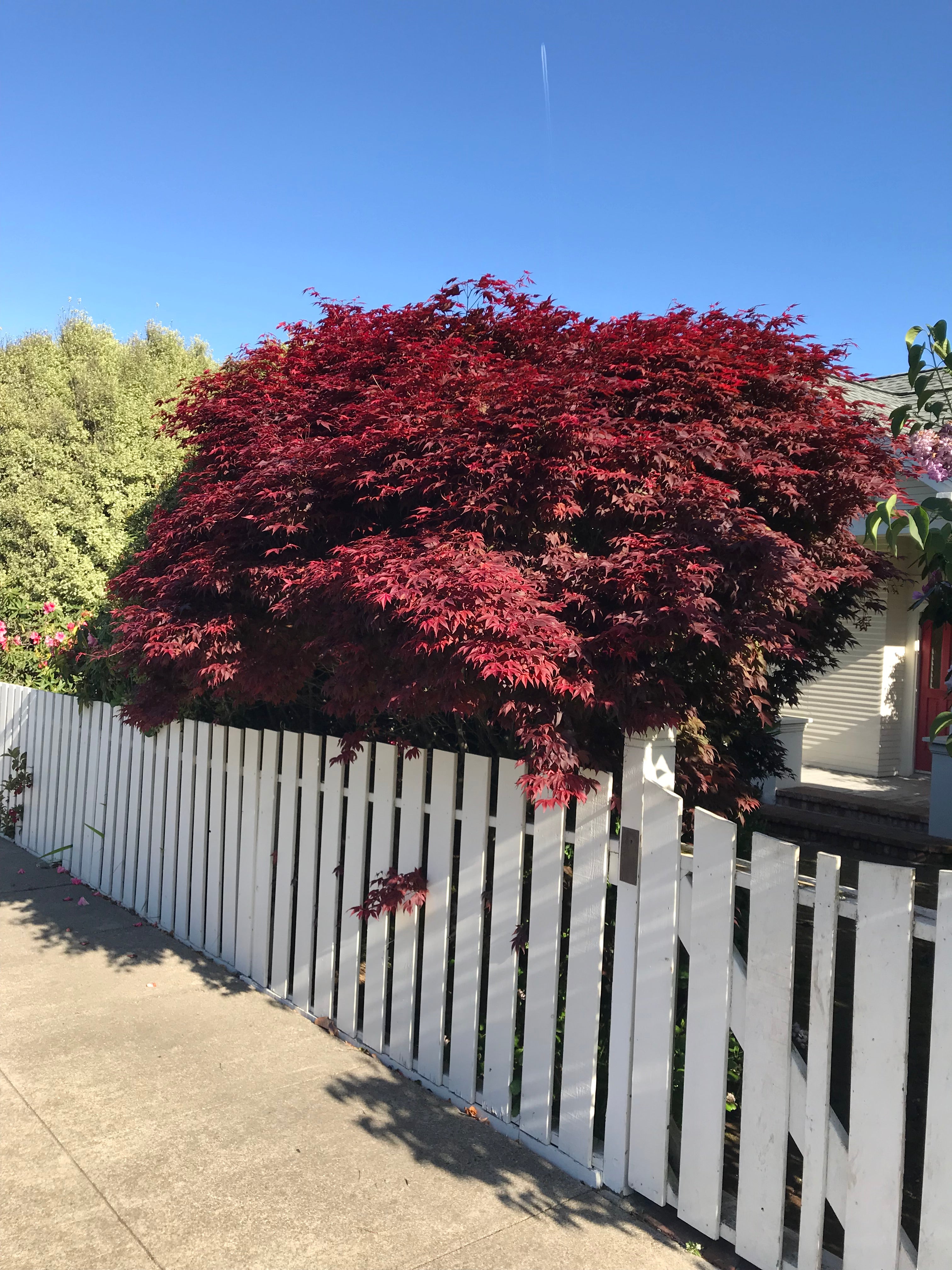 Fireglow – Mendocino Maples Nursery