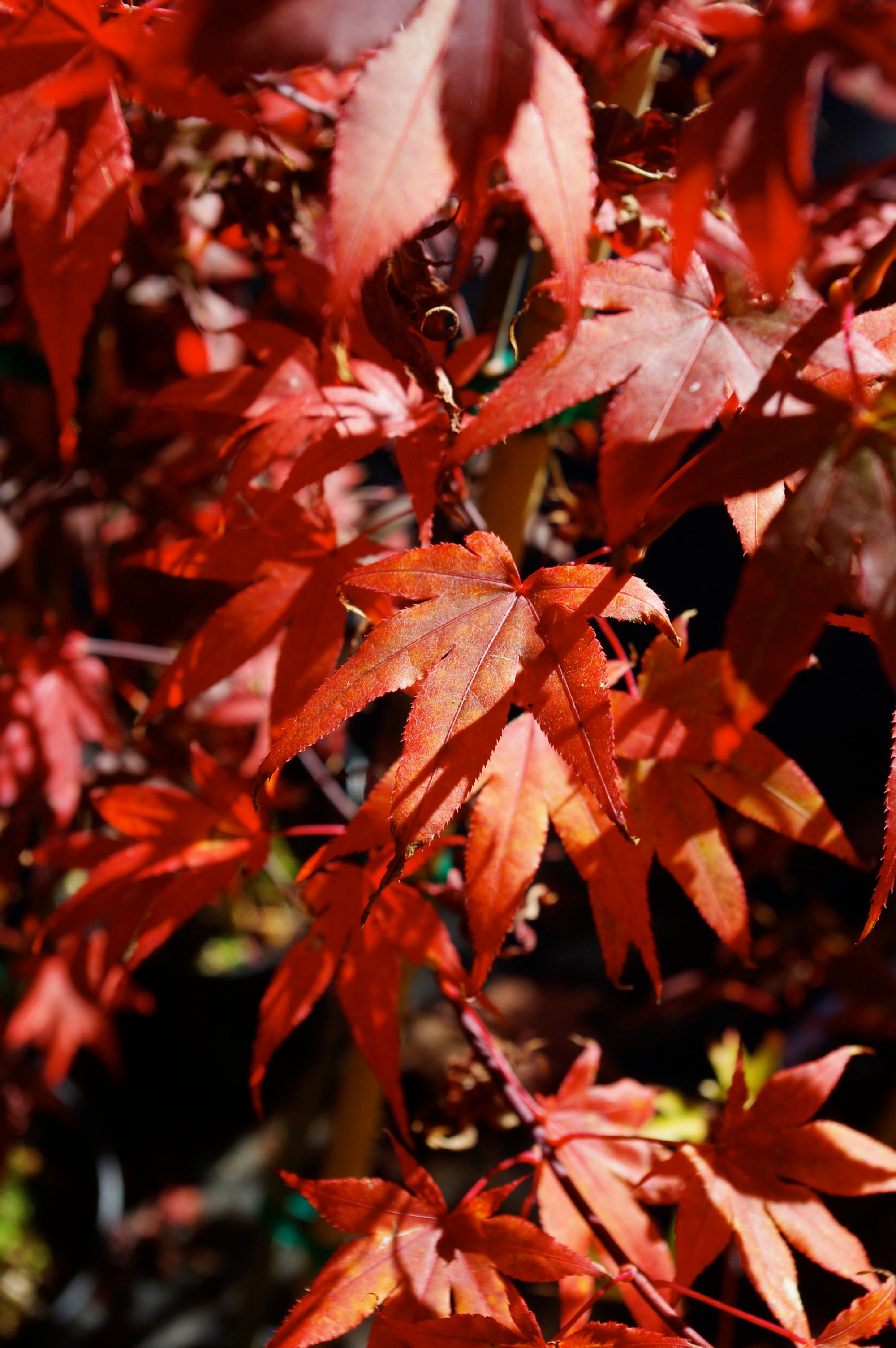 Fireglow – Mendocino Maples Nursery