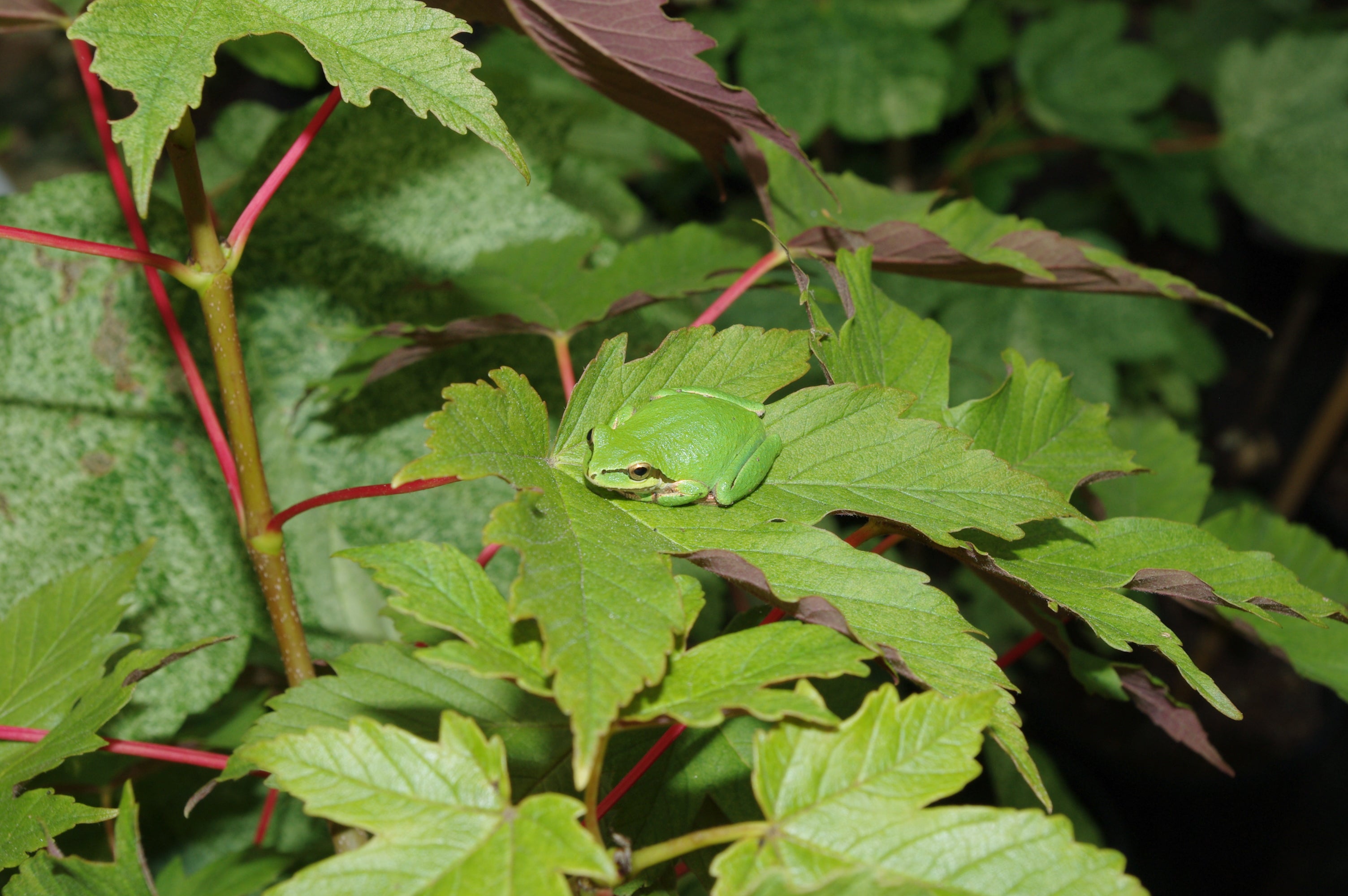 Acer pseudoplatanus Puget Pink
