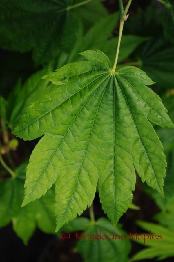 A. japonicum Giant Moon large leaf Mendocino Maples