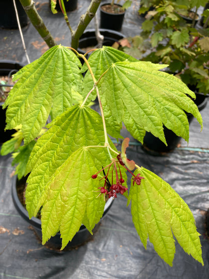acer japonicum giant moon maple springtime color and flowers