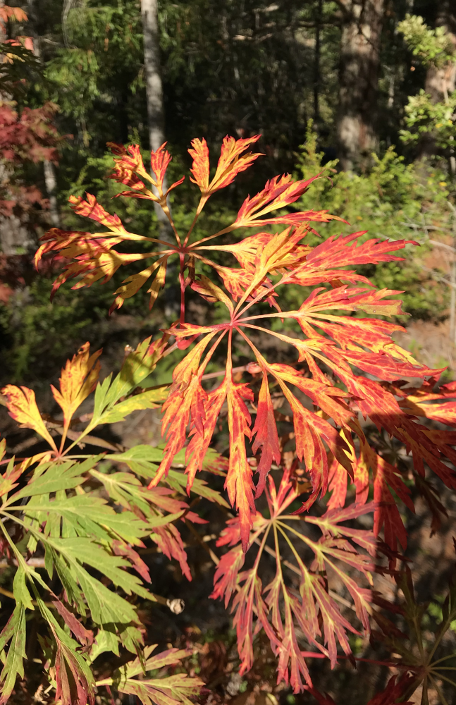 A. japonicum Green Cascade - color variation 1