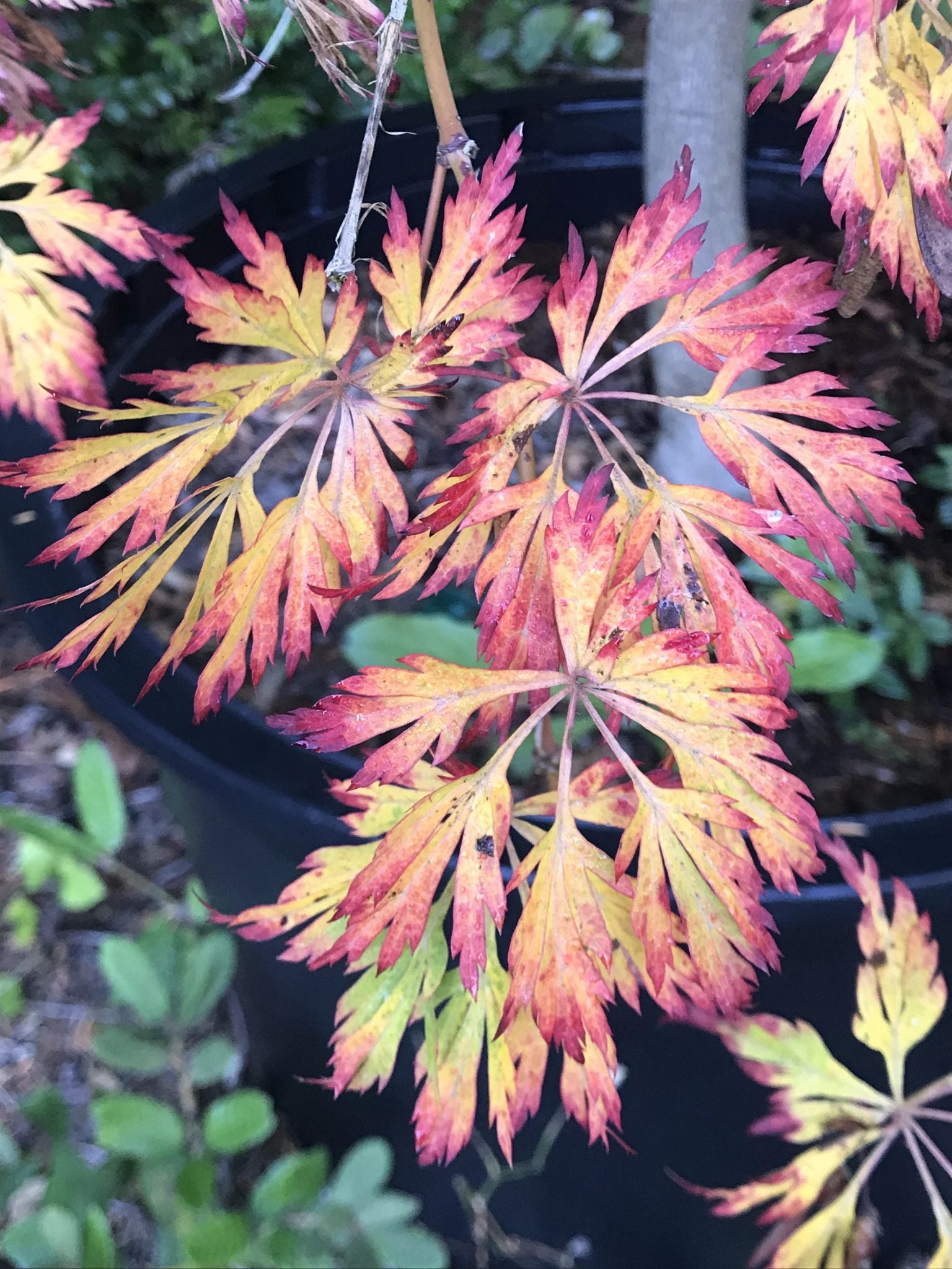 acer japonicum pendulous form medium sized maple