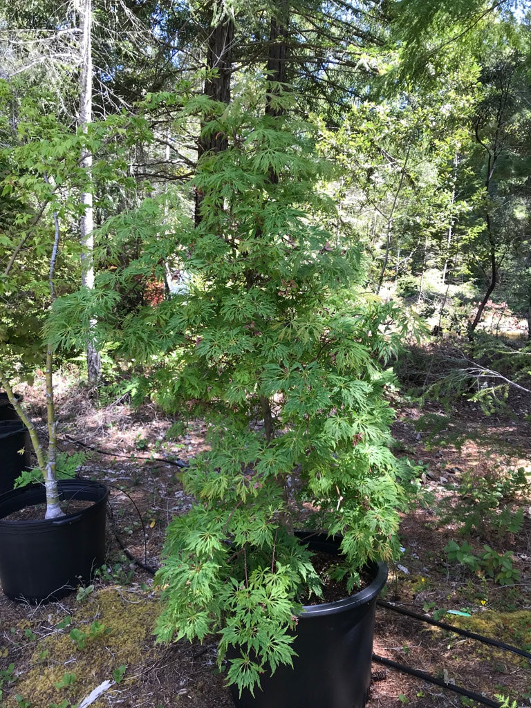 エムジー　804545アカシア A. japonicum Green Cascade – Mendocino Maples Nursery