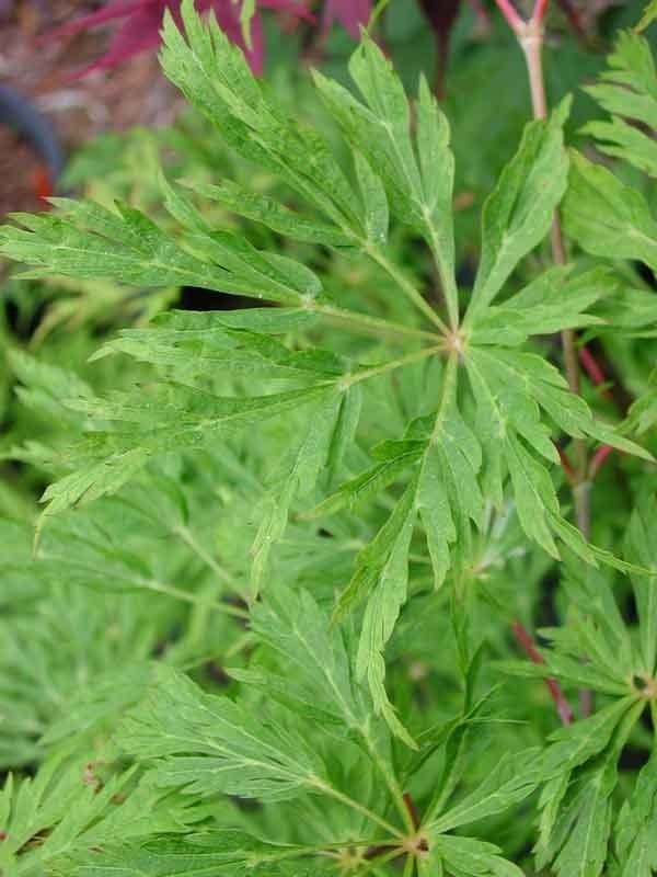 A. japonicum Green Cascade maple weeping tree form