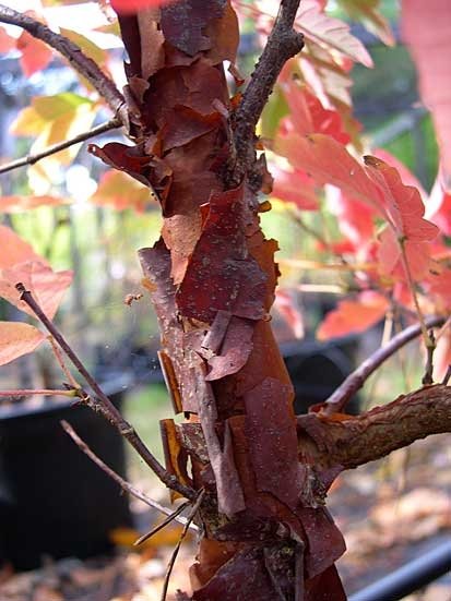 Acer griseum Paperbark Maple