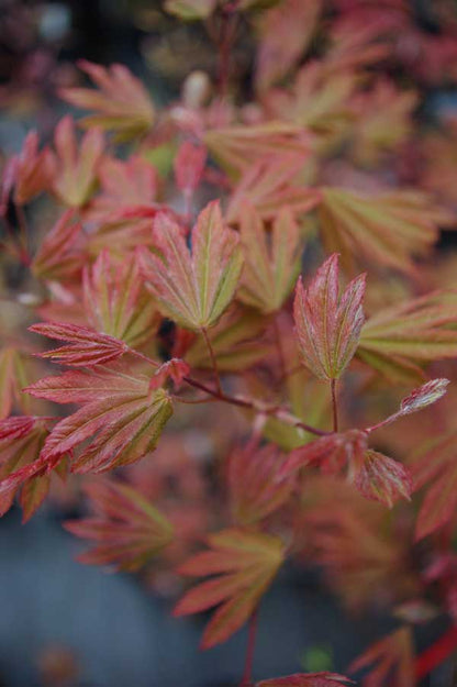 kisetsudoe circinatum maple new growth