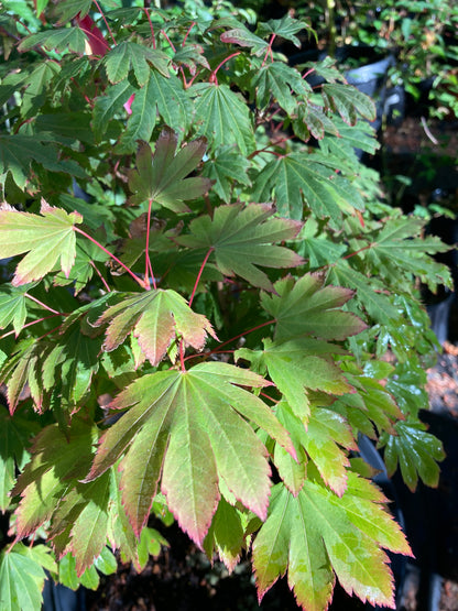 kisetsudoe circinatum maple green color