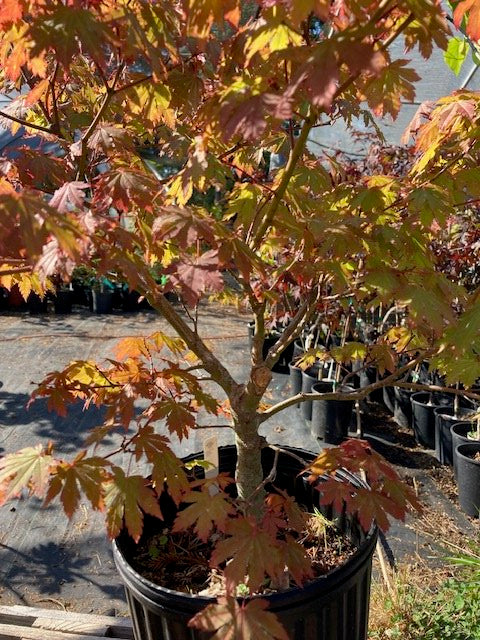 kisetsudoe circinatum maple japanese Mendocino Maples Nursery