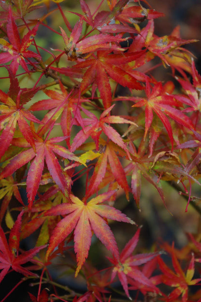 Koyasan