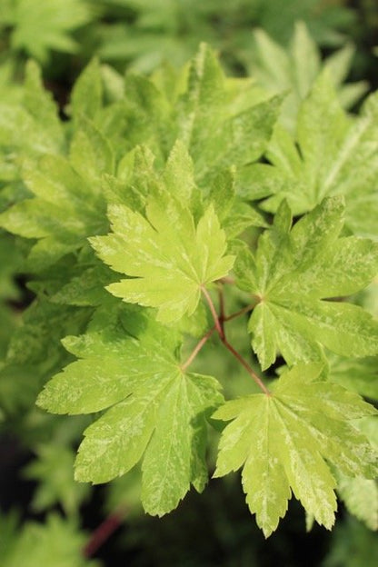 Acer Sieboldianum Kumoi Nishiki