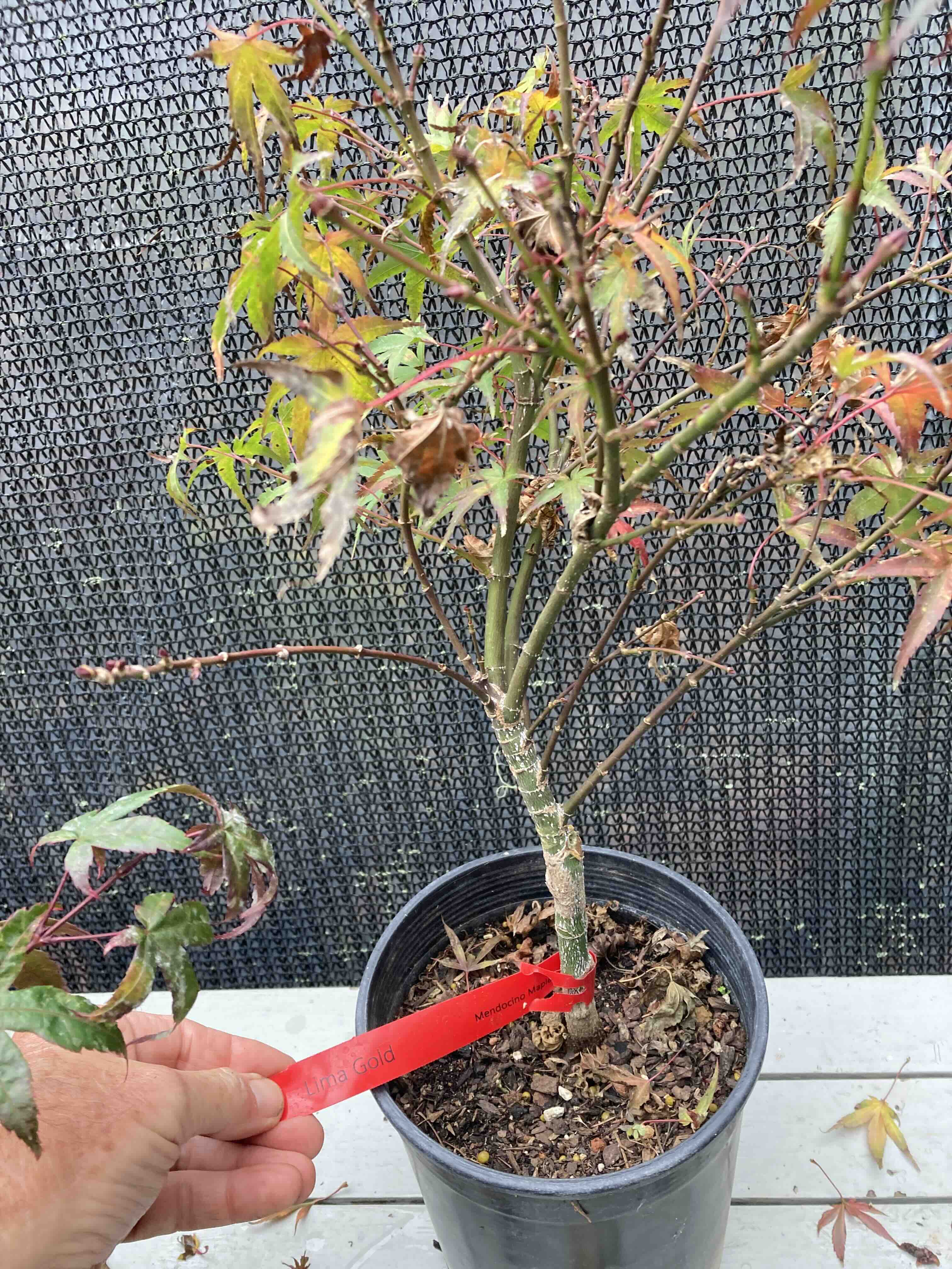 Lima Gold 2 yr Pre Bonsai (#805)
