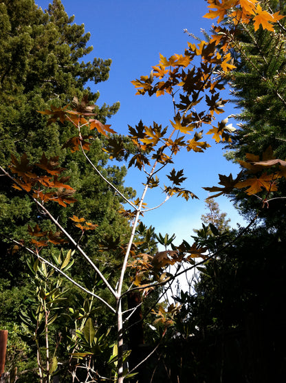Acer macrophyllum Rubrum