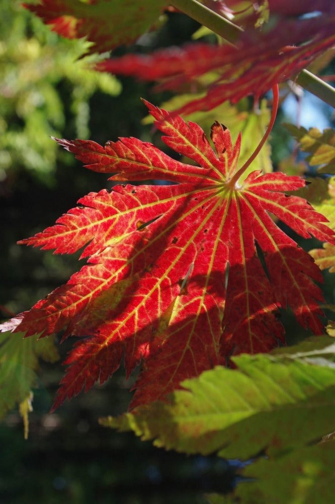 Acer japonicum Meigetsu