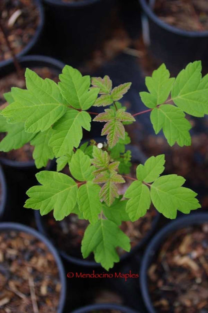 Acer negundo subspecie californicum