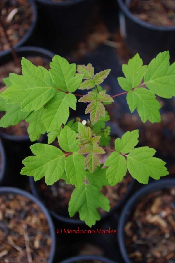 Acer negundo subspecie californicum
