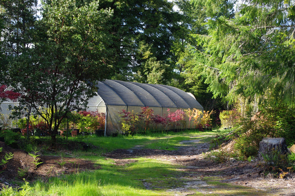 About Us – Mendocino Maples Nursery