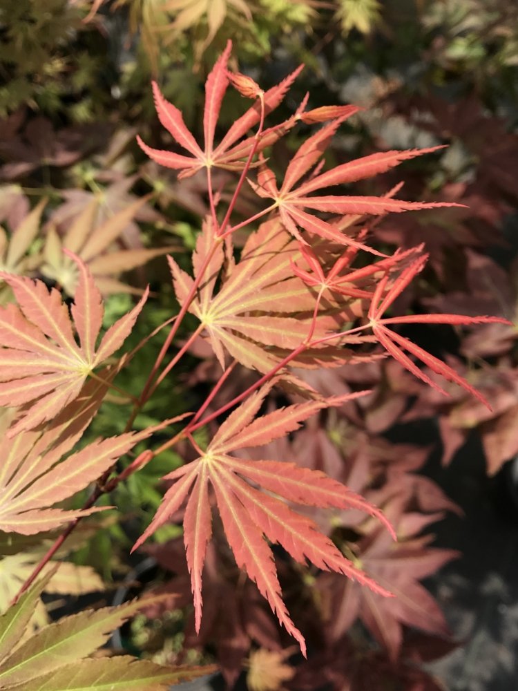 Orange Flame