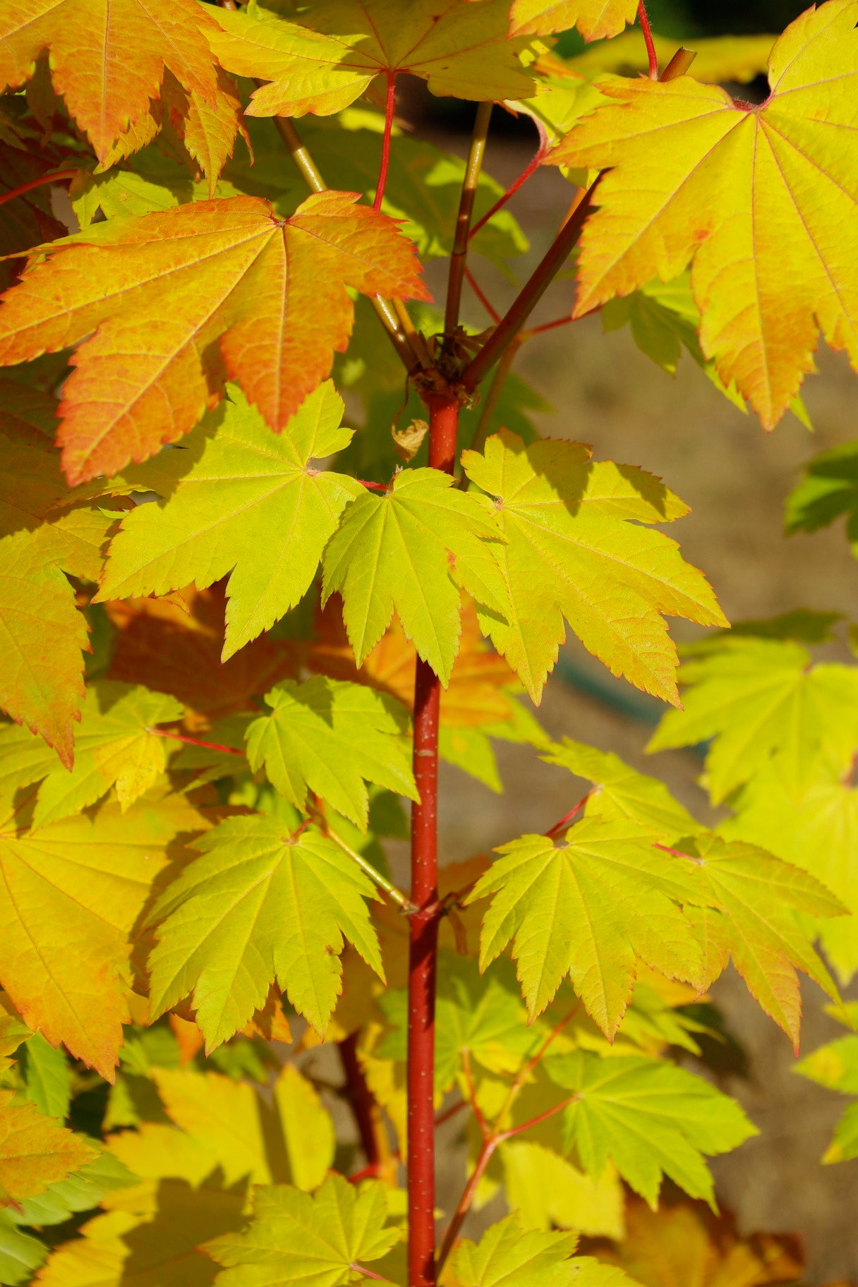 Acer circinatum Pacific Fire