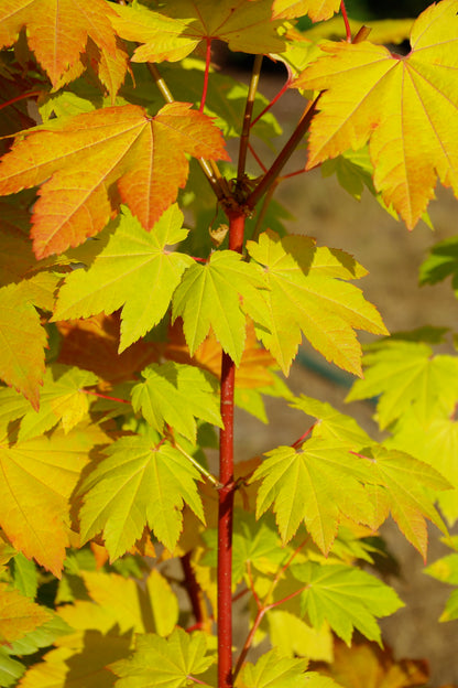 Acer circinatum Pacific Fire