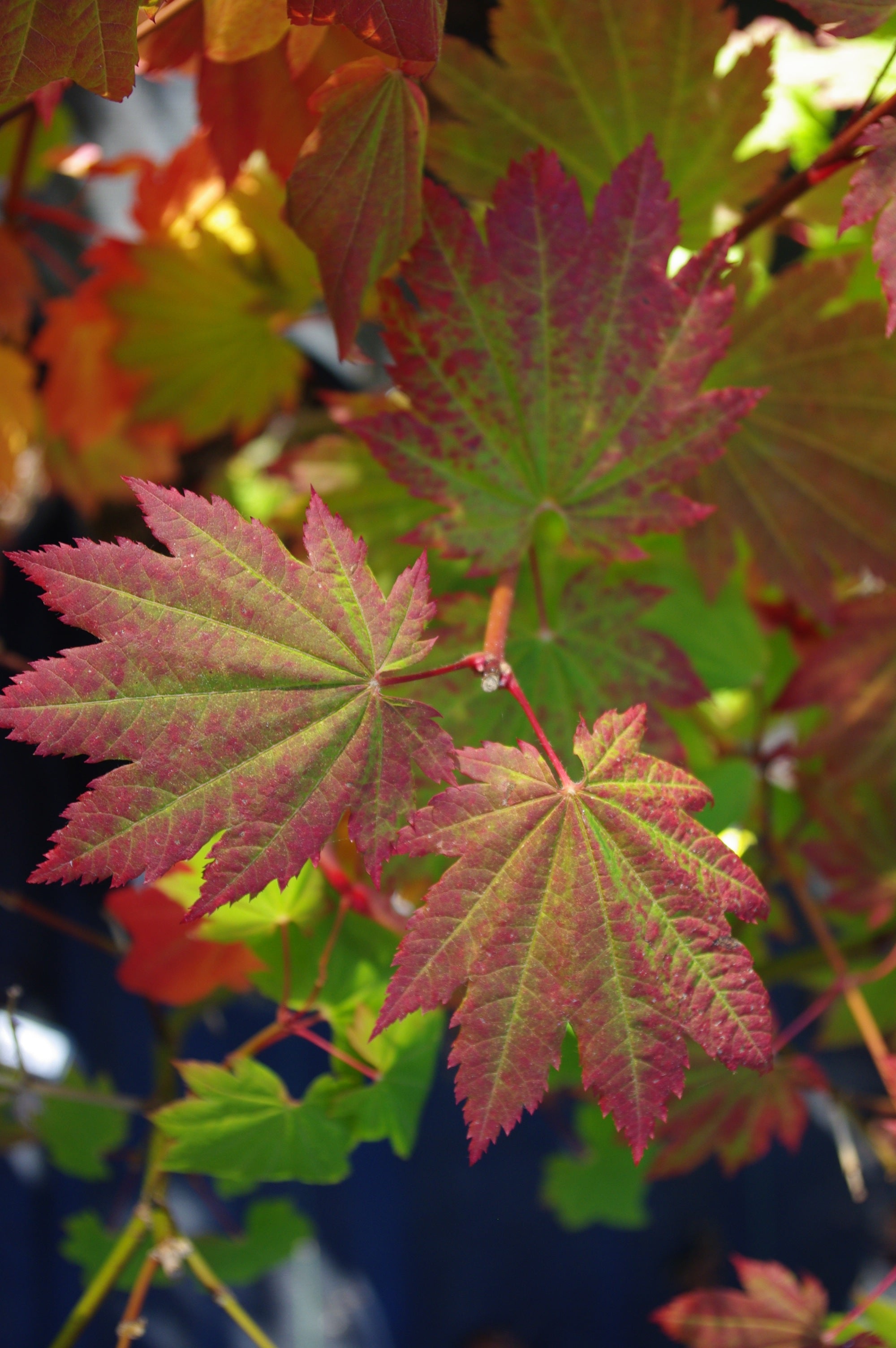 Acer circinatum Pacific Fire