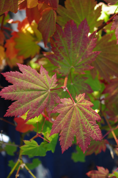 Acer circinatum Pacific Fire
