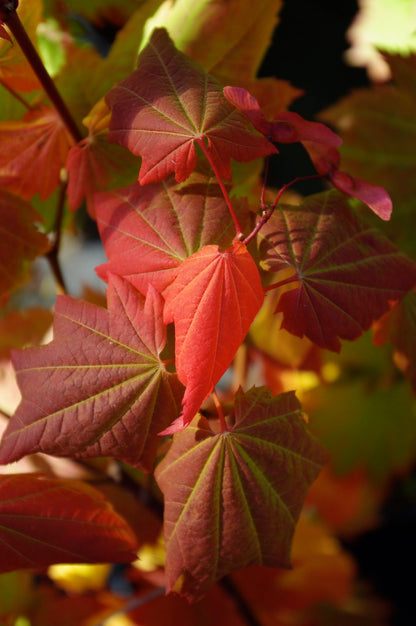Acer circinatum Pacific Fire