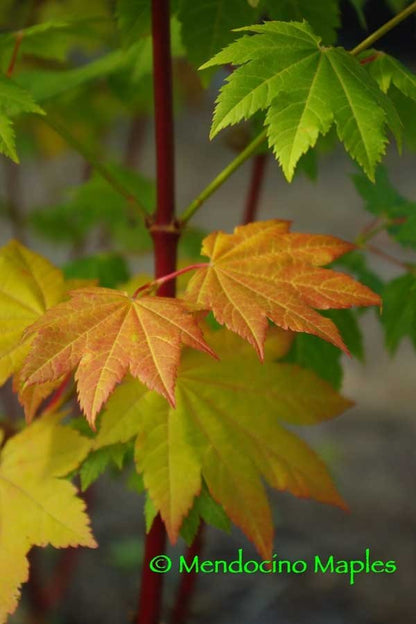 Acer circinatum Pacific Fire