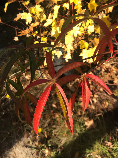 Acer pentaphyllum