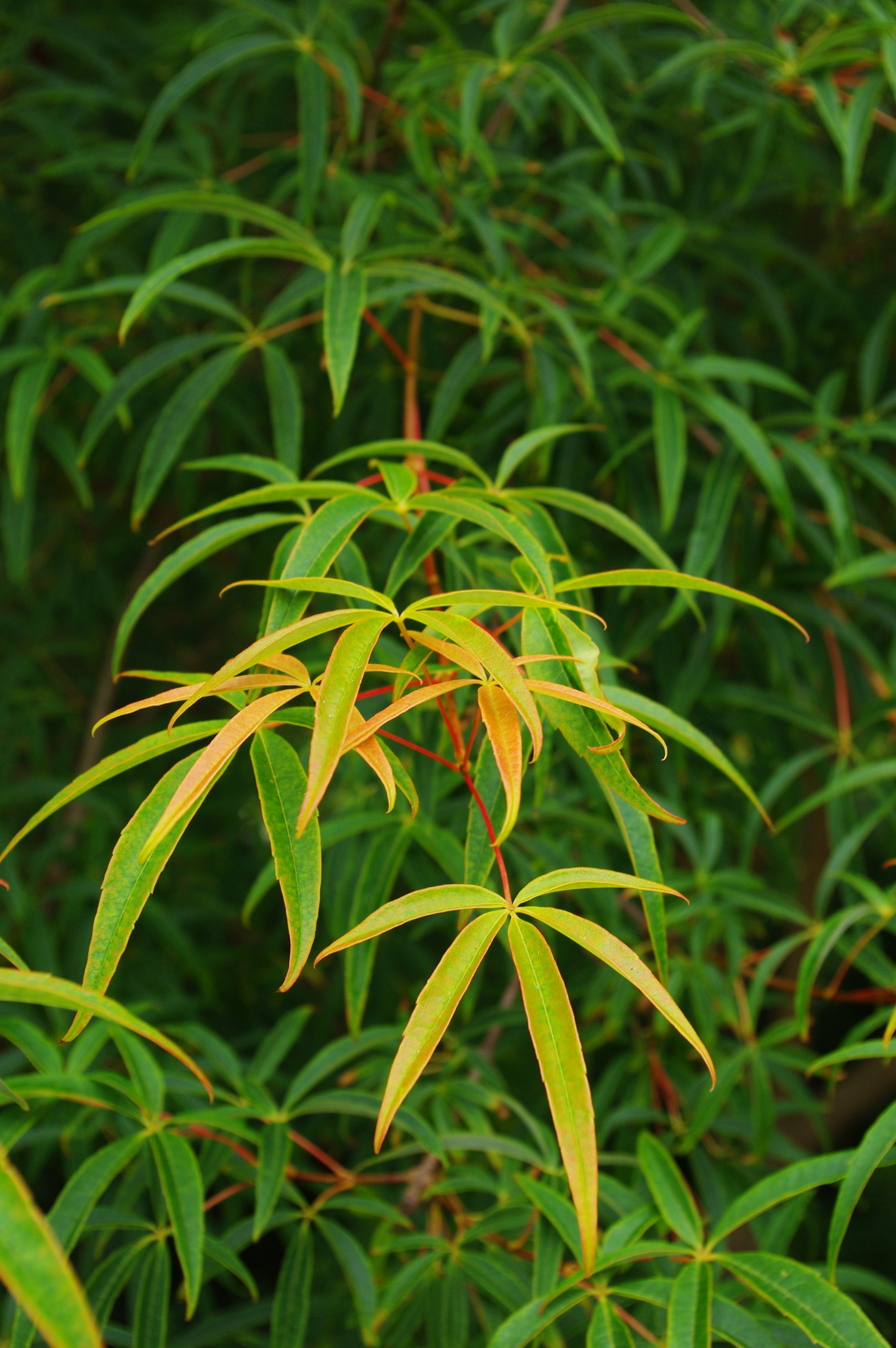 Acer pentaphyllum