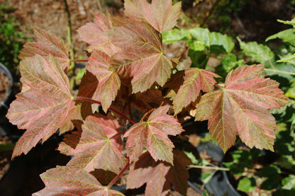 Acer pseudoplatanus Variegated
