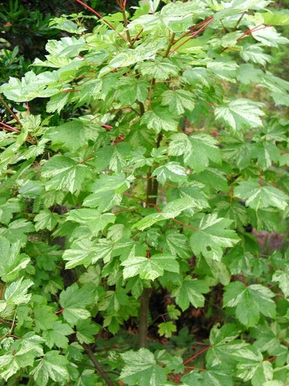 Acer pseudoplatanus Variegated