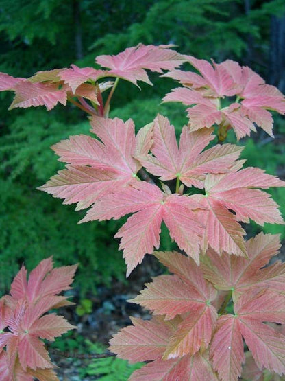 Acer pseudoplatanus Puget Pink